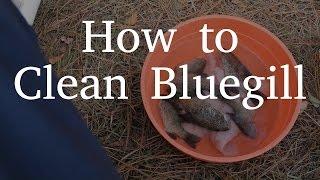 How to Clean Bluegill