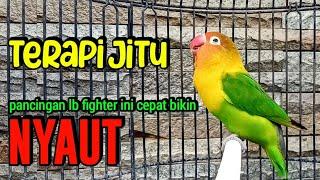 Lovebird Ngekek Panjang Terapi Jitu Buat Pancingan lovebird agar cepat Ngekek pancingan lb fighter