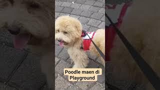 Poodle jalan jalan ke Playground #anjinglucu #dog #anjingpoodle