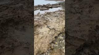 HUGE JAPANESE SEA SNAKE?