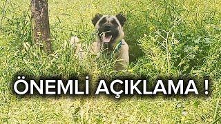 NAZLININ DURUMU İYİYE GİDİYOR KANASLA İLGİLİ NET ÇÖZÜM KÖPEĞİMİ SAHİPLENDİRECEM