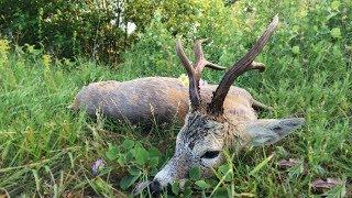 Roebuck hunting in Romania 2018 best of compilation Rehbockjagd in Rumänien 2018 beste Momente
