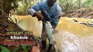 Terbukti ampuh  Mancing ikan baung besar dengan umpan seperti ini