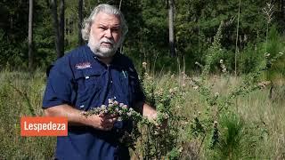 Bobwhite Quail Habitat Characteristics