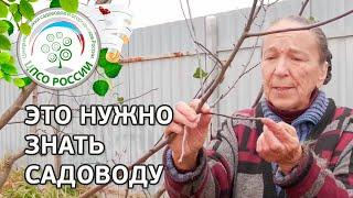 Нужно знать до обрезки плодовых деревьев. Кольчатки плодушки приросты плодовые прутики.