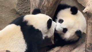 Love each other Panda