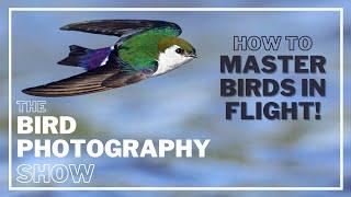 Master BIRDS in FLIGHT Photography SETTINGS for SUCCESS Image Stabilisation ON or OFF?