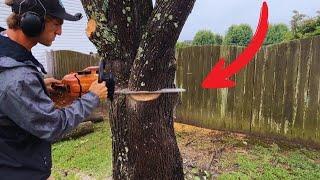 TREE REMOVAL start to finish $1000 in 4 hours