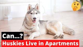 Can Huskies Live in Apartments?