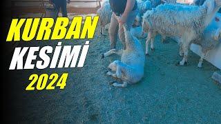 2024 Kurban Kesimi  Ankara Bağlum Kurban Pazarı - Büyükbaş ve Küçükbaş Kesimi