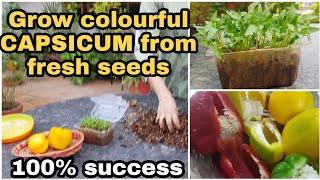 Grow colour Capsicum plants from fresh seedsమంచి విత్తనాలు దొరకనప్పుడు ఇలా చేయండి  #gardening #tips