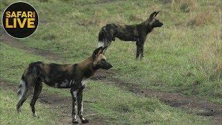 safariLIVE - Sunrise Safari - November 4 2018