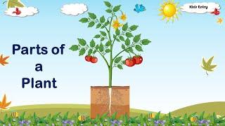 Parts of a Plant Plant parts for kids Learn Plant parts name - Kids Entry