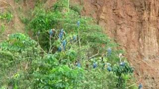 Macaws in Trees