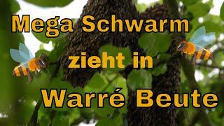 Fetter Bienenschwarm zieht in Warré Beute ein - Johnnys erstes Bienenvolk Schwarmfang Mai 2022