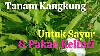 Tanam Kangkung Untuk Sayur dan Pakan Kelinci