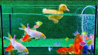 Baby Duck Duckling Goldfish Koi Carp Fish - cute baby animals videos