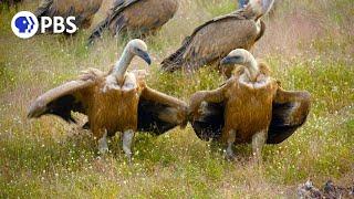 Fox Attempts to Steal Carcass From Flock of Vultures