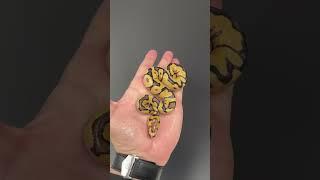 Beautiful Desert Ghost Clown Combo #animals #ballpython #reptiles #snake #pets #ballpythonmorphs