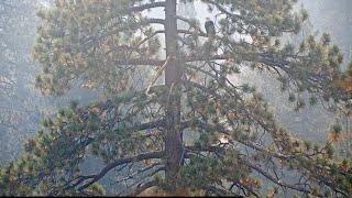 Smoke eagle twice in Roost tree FOBBV CAM Big Bear Bald Eagle Live Nest - Cam 1  Wide View - Cam 2