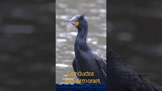 Watch The Cormorant Conduct Like A Symphony Maestro 鸕鶿交響樂指揮 #cormorant #鸟  #birds