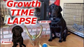 Our Puppy Growing Up  English Labrador Puppy 8 weeks to a Year  Time Lapse Puppy Growing