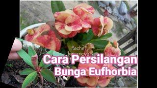 Persilangan bunga eufhorbia