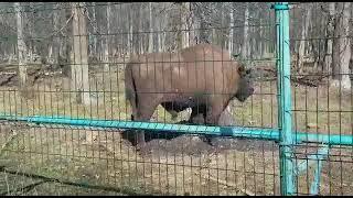 экскурсия в Приокско Террасный заповеднике.4