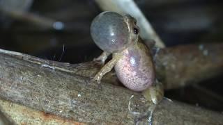 Spring Peepers chirping close up