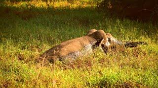 Amazing Courageous elephant manage to get out of the muddy swamp by him self