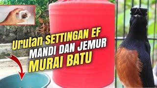 RAHASIA RAWATAN MURAI BATU BAGI PEMULA di mulai dari NOL‼️