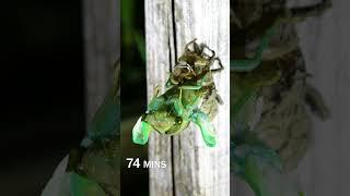 Cicada Molting Time Lapse