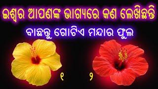 ଭଗବାନ ଆପଣଙ୍କ ଭାଗ୍ୟରେ କଣ ଲେଖିଛନ୍ତି ବାଛନ୍ତୁ ଗୋଟିଏ ମନ୍ଦର ଫୁଲ ଓ ଜାଣନ୍ତୁ ନିଜର ଭବିଷ୍ୟ  Odia Online