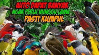 SUARA BURUNG SEGALA JENIS MP3SEKALI PUTAR PADA LANGSUNG NGUMPUL ‼️