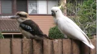 Cockatoo teasing Kookaburra