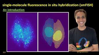 327 - An introduction to Single Molecule Fluorescence In Situ Hybridization smFISH​