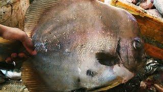 GIANT BaT Fish Cleaning & Cutting By Expert Fish Cutter  Fish Cutting Skills