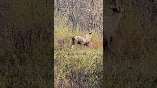 Moose by the Stream