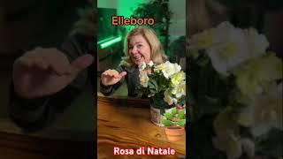 Ellebororosa di Natale