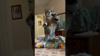 The BEST Stretch #cats #cuteanimals #kitten #cutecats #cute #shortvideo #shorts