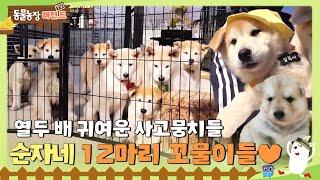 TV Animal Farm Legend 12 times cuter troublemakers  Soonjas 12 puppies  #AnimalFarm #SBSs