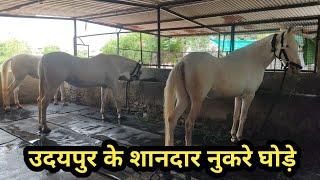 उदयपुर के गणेश जी माली के शानदार नुकरे घोड़े व घोड़िया  Top Nukra Horses in Udaipur City 