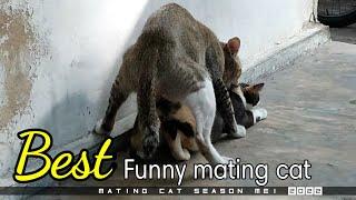 best funny mating cat