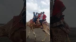 sawari of camel