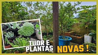 Tuor atualizado da Laje  mostrei minhas comprinhas de plantas 