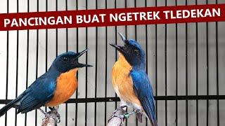 suara tledekan gunung gacor ngerol ‼️ masteran burung sulingan bakau cingcoang srdc kacer agar bunyi