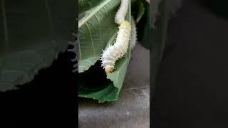 Eri silkworm feeding castor leaves