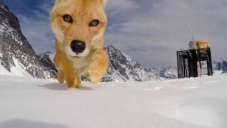 Sneaky Fox Steals GoPro