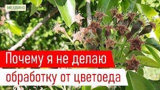 Обработка от цветоеда нужно ли делать всем?