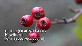 Glog Bijeli glog Obični glog  Hawthorn Crataegus monogyna - 4K